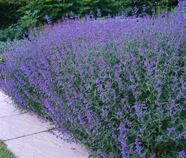 Grote foto nepeta enior tuin en terras sierplanten