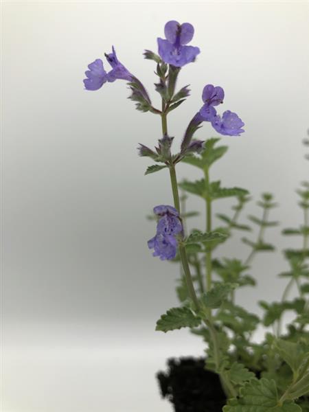 Grote foto nepeta ix hills giant tuin en terras sierplanten