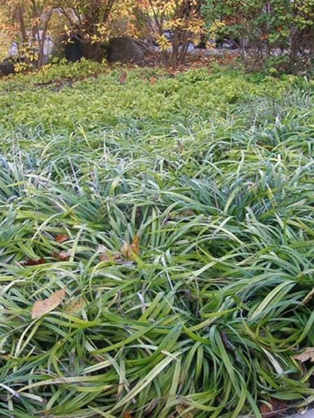 Grote foto ophiopogon jap. minor tuin en terras sierplanten