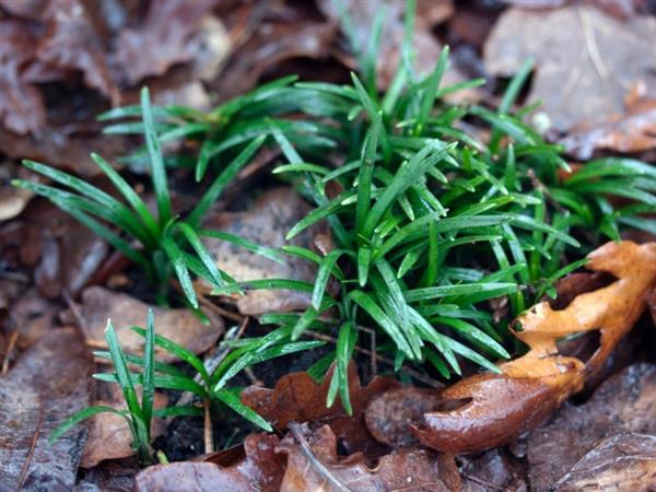 Grote foto ophiopogon jap. minor tuin en terras sierplanten