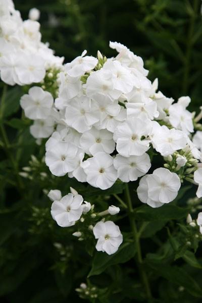 Grote foto phlox p rembrandt tuin en terras sierplanten