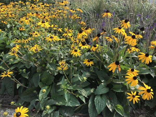 Grote foto rudbeckia fulgida speciosa tuin en terras sierplanten