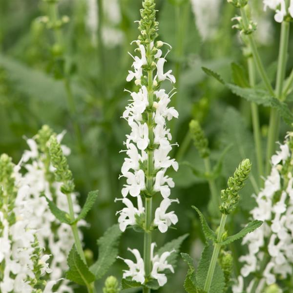 Grote foto salvia nemorosa chneeh gel tuin en terras sierplanten