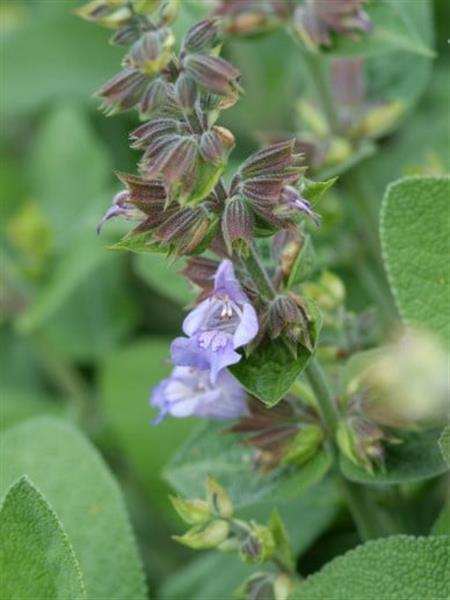 Grote foto salvia off. berggarten tuin en terras sierplanten