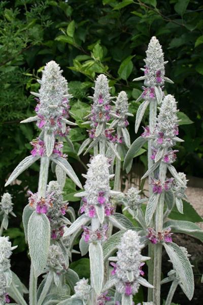 Grote foto stachys byzantina tuin en terras sierplanten