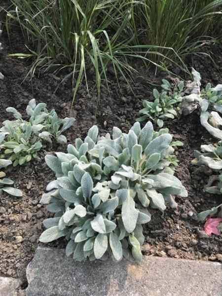 Grote foto stachys byzantina tuin en terras sierplanten