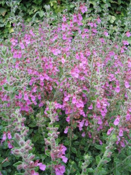 Grote foto teucrium lucidrys tuin en terras sierplanten