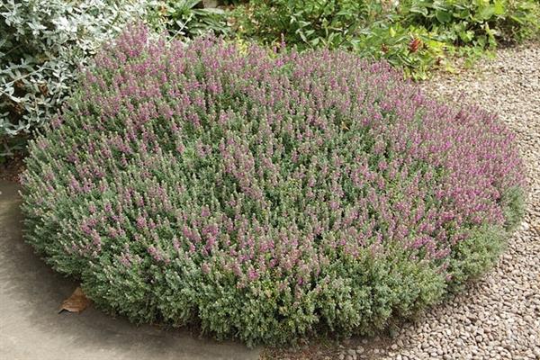 Grote foto teucrium lucidrys tuin en terras sierplanten