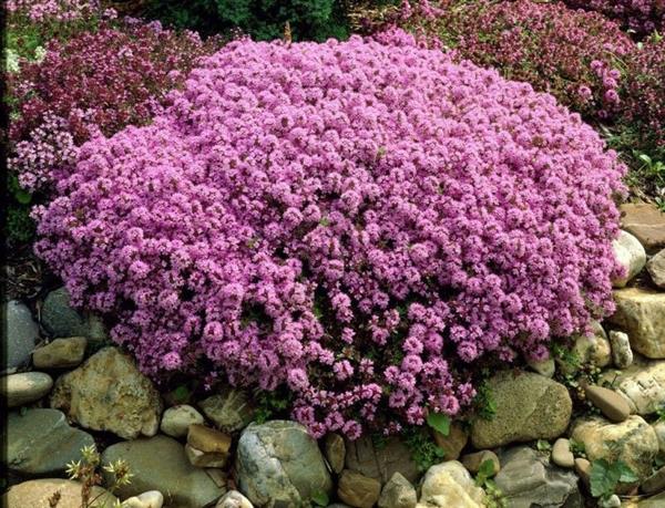 Grote foto thymus praecox purple beauty tuin en terras sierplanten