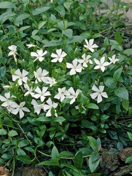 Grote foto vinca minor gertrude jekyll tuin en terras sierplanten