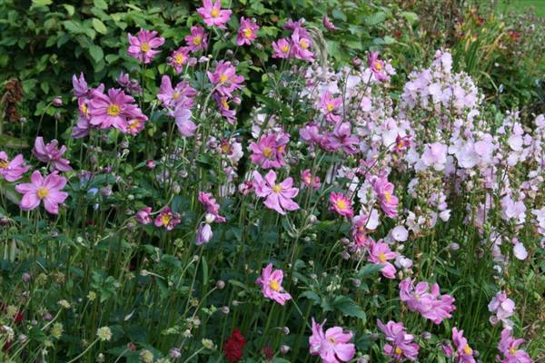 Grote foto anemone hup. prinz heinrich tuin en terras sierplanten