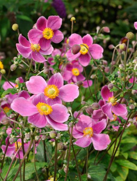 Grote foto anemone hup. prinz heinrich tuin en terras sierplanten