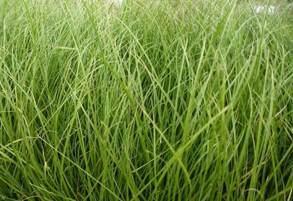 Grote foto carex how. phoenix green zegge tuin en terras gras en kunstgras