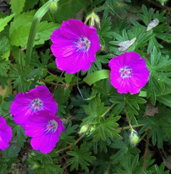 Grote foto geranium sanguineum tuin en terras sierplanten