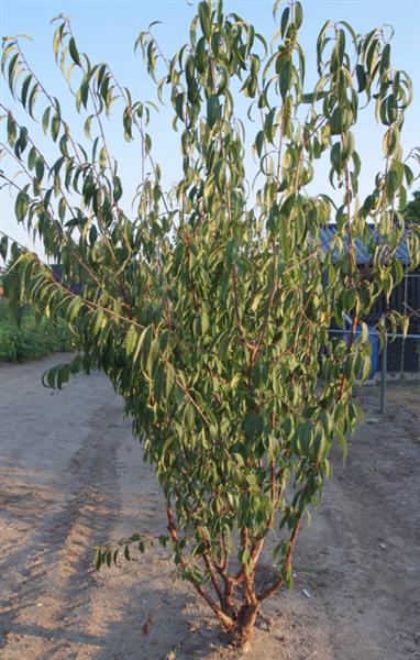 Grote foto prunus serrulata sierkers struikvorm tuin en terras bomen en struiken