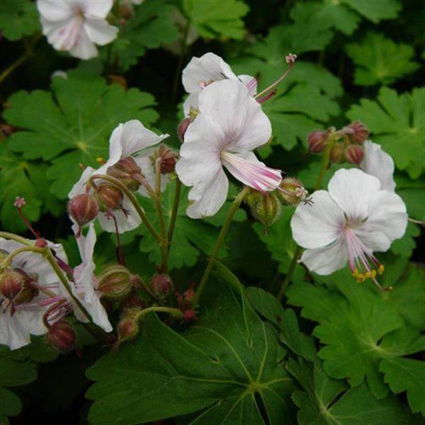 Grote foto geranium macr. pessart tuin en terras sierplanten