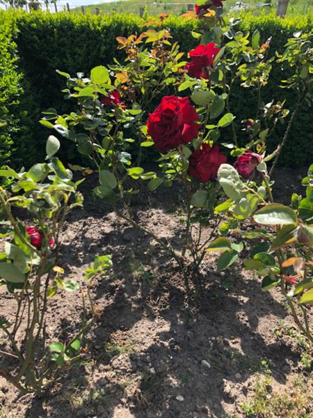 Grote foto rosa ingrid bergman rode roos tuin en terras sierplanten