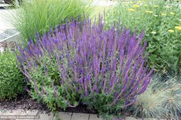 Grote foto salvia nemorosa mainacht tuin en terras sierplanten