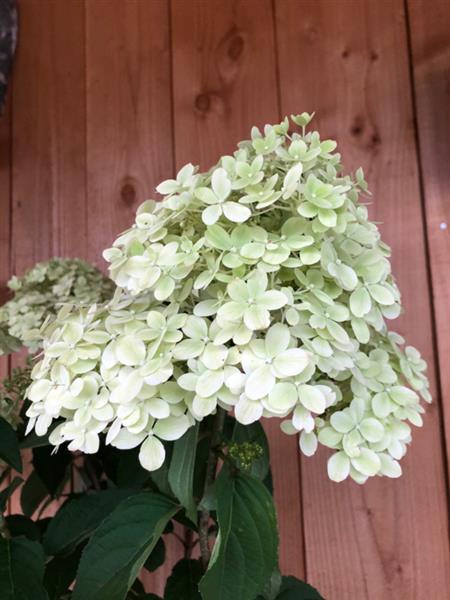 Grote foto hydrangea pan. limelight op stam tuin en terras sierplanten