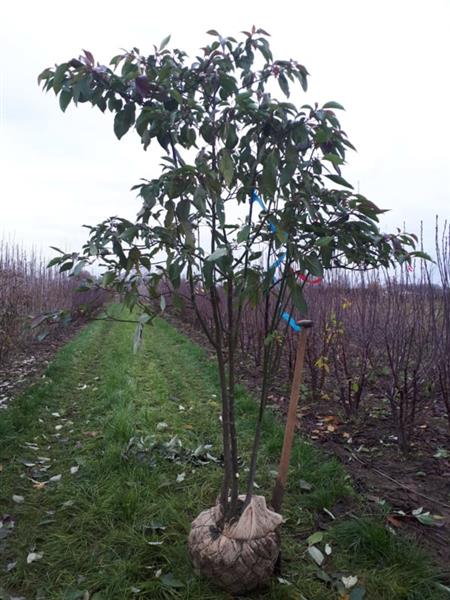 Grote foto cornus alternifoloia meerstammig kornoelje tuin en terras bomen en struiken