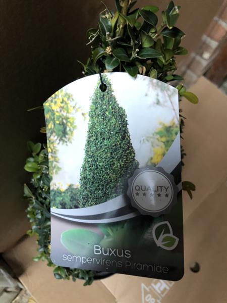 Grote foto buxus sempervirens piramide 40 cm. tuin en terras sierplanten