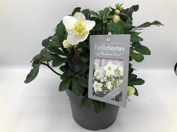 Grote foto helleborus niger christmas carol witte kerstroos tuin en terras sierplanten