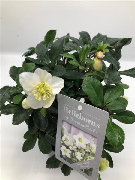 Grote foto helleborus niger christmas carol witte kerstroos tuin en terras sierplanten