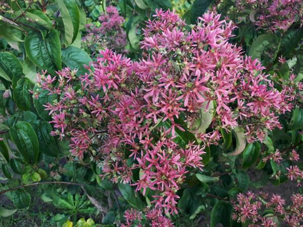 Grote foto heptacodium miconioides zevenzonenboom struikvorm 150 200 cm. tuin en terras sierplanten