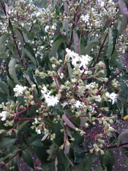 Grote foto heptacodium miconioides zevenzonenboom struikvorm 150 200 cm. tuin en terras sierplanten