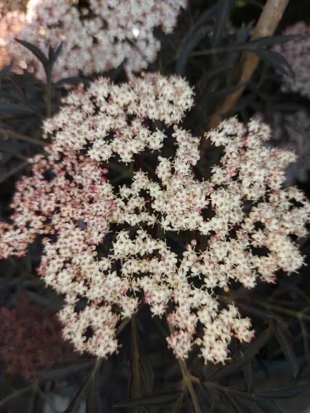 Grote foto sambucus nigra black lace zwarte vlier struikvorm 150 200 cm. tuin en terras sierplanten