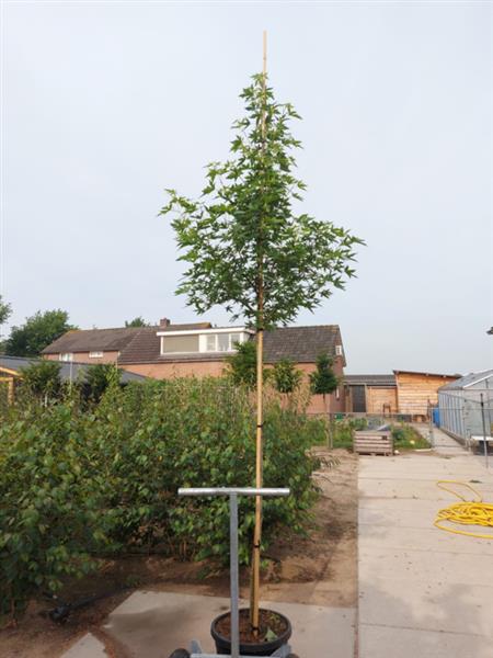 Grote foto liquidambar styraciflua worpelsdon amberboom tuin en terras bomen en struiken