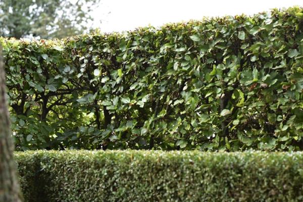 Grote foto groene beukenhaag fagus sylvatica 125 150 cm tuin en terras sierplanten