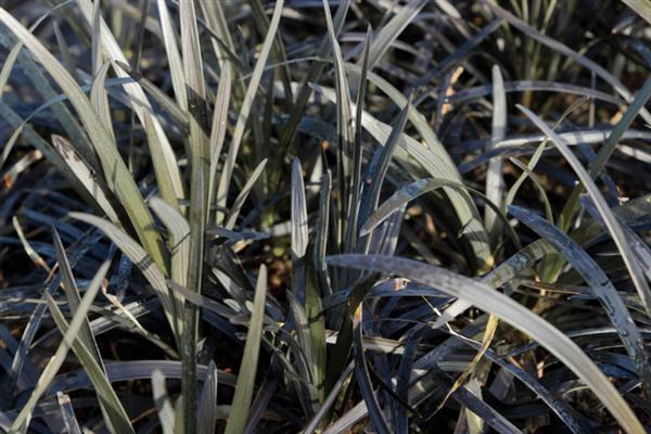 Grote foto ophiopogon niger zwart siergras tuin en terras gras en kunstgras