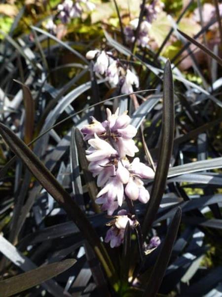 Grote foto ophiopogon niger zwart siergras tuin en terras gras en kunstgras