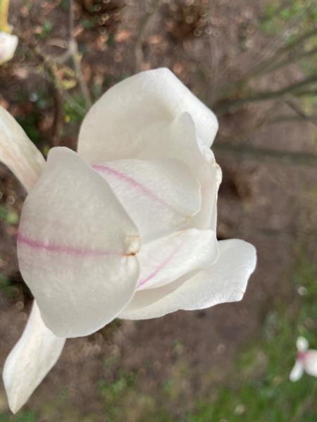 Grote foto magnolia soulangeana meerstammige beverboom tulpenboom tuin en terras sierplanten