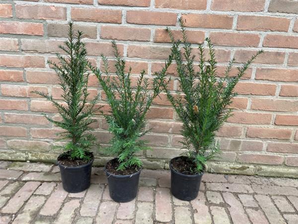 Grote foto taxus baccata venijnboom in pot geleverd tuin en terras sierplanten