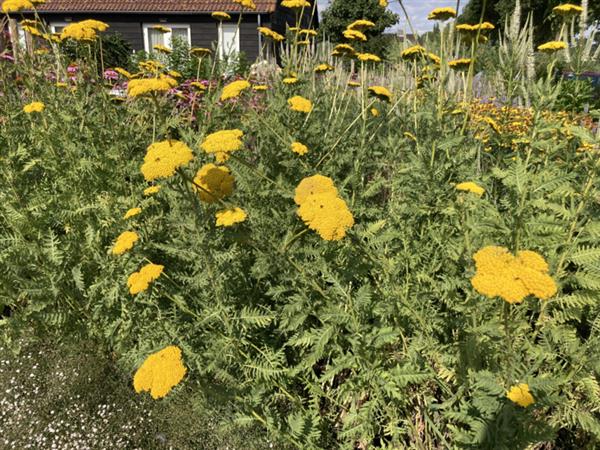 Grote foto achillea millefolium duizendblad tuin en terras sierplanten