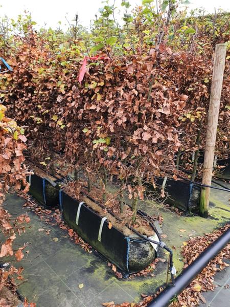 Grote foto fagus sylvatica kant en klaar haag 120 140 cm. elemeten van 1 mtr. groene beukenhaag tuin en terras sierplanten