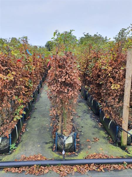 Grote foto fagus sylvatica kant en klaar haag 120 140 cm. elemeten van 1 mtr. groene beukenhaag tuin en terras sierplanten