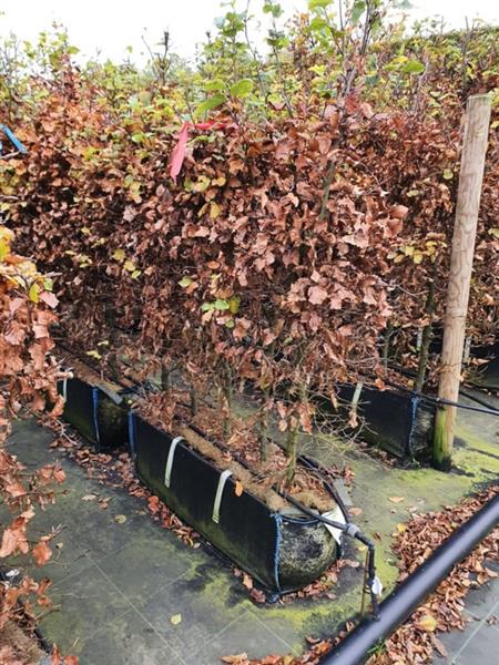 Grote foto fagus syl. atrop kant en klaar haag 140 160 cm. elemeten van 1 mtr. rode beukenhaag tuin en terras sierplanten