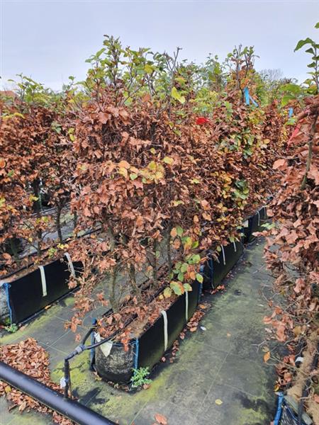 Grote foto fagus syl. atrop kant en klaar haag 140 160 cm. elemeten van 1 mtr. rode beukenhaag tuin en terras sierplanten