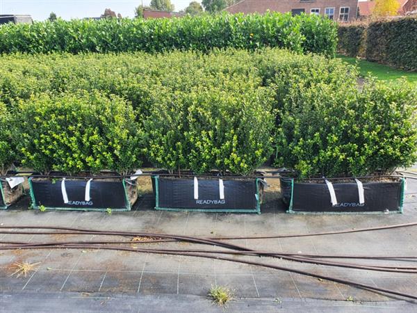 Grote foto ilex crenata caroline upright kant en klaar haag elementen hoogte 70 80 cm. tuin en terras sierplanten