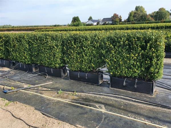 Grote foto ilex crenata caroline upright kant en klaar haag elementen hoogte 80 100 cm. tuin en terras sierplanten