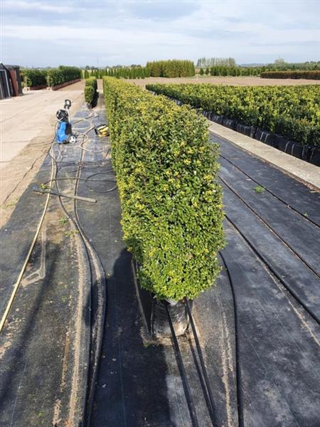Grote foto ilex crenata caroline upright kant en klaar haag elementen hoogte 80 100 cm. tuin en terras sierplanten