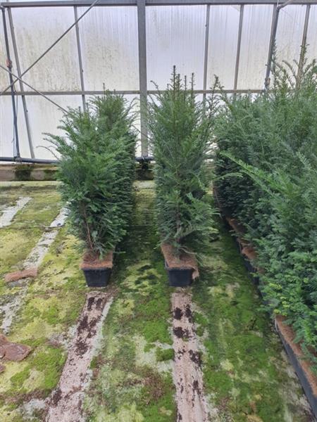 Grote foto taxus baccata kant en klaar haag elementen hoogte 90 100 cm. tuin en terras sierplanten