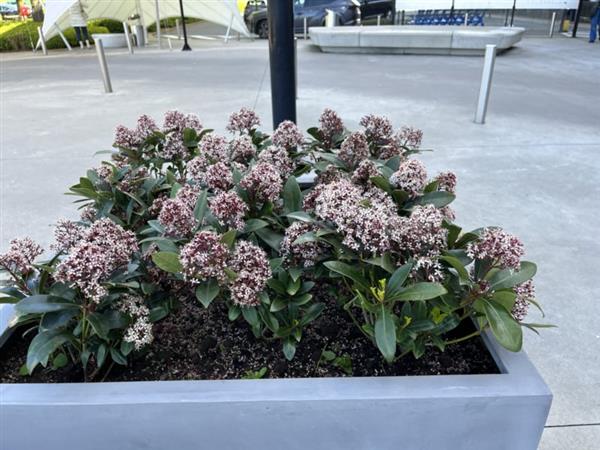 Grote foto skimmia japonica rubbela tuin en terras sierplanten