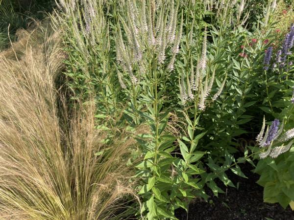 Grote foto veronica spicata ereprijs wit tuin en terras sierplanten