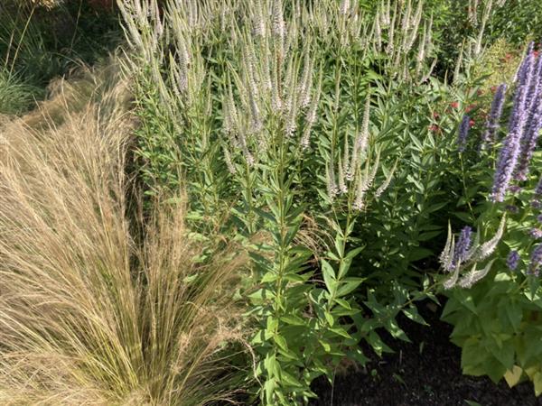 Grote foto veronica spicata ereprijs wit tuin en terras sierplanten