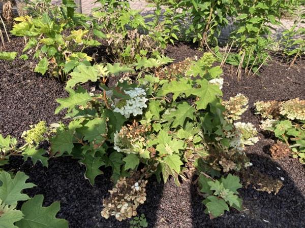 Grote foto hydrangea quercifolia eikenblad hortensia tuin en terras sierplanten