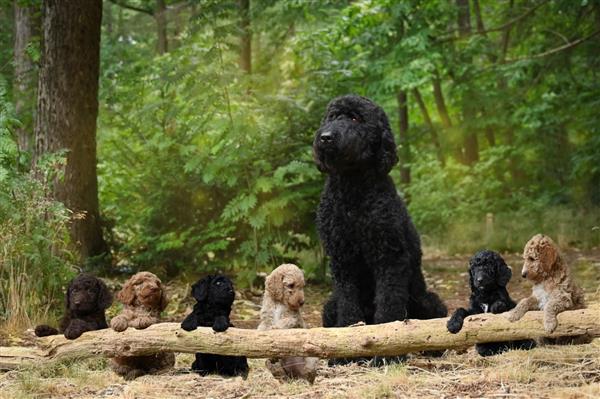 Grote foto labradoodle pups hypo alergeen dieren en toebehoren retrievers spani ls en waterhonden